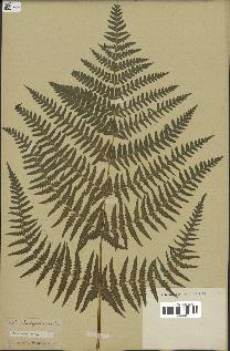 spécimen de Histiopteris incisa