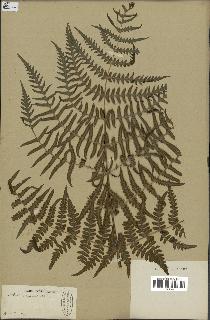 spécimen de Histiopteris incisa