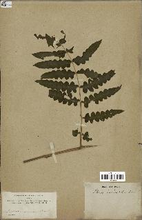 spécimen de Histiopteris incisa