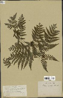 spécimen de Histiopteris incisa