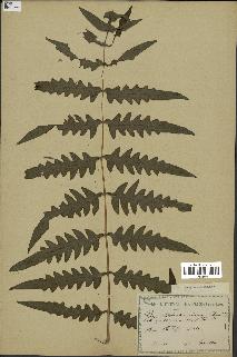 spécimen de Histiopteris incisa