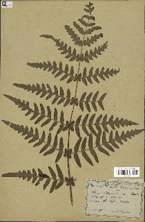 spécimen de Histiopteris incisa