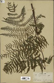spécimen de Histiopteris incisa