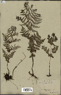 spécimen de Histiopteris incisa