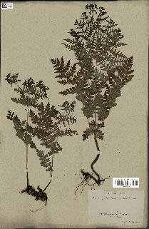 spécimen de Histiopteris incisa