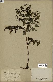 spécimen de Histiopteris incisa