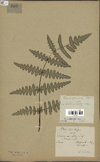 spécimen de Histiopteris incisa