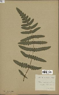spécimen de Histiopteris incisa