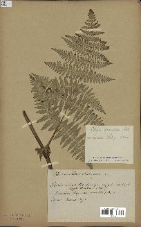 spécimen de Histiopteris incisa