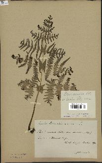 spécimen de Histiopteris incisa