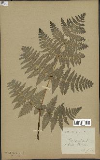 spécimen de Histiopteris incisa