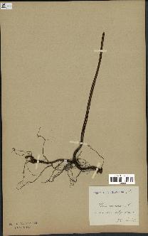 spécimen de Histiopteris incisa