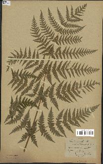 spécimen de Histiopteris incisa
