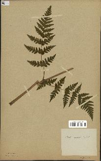 spécimen de Histiopteris incisa