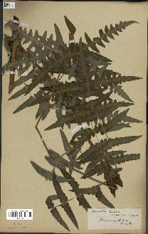 spécimen de Histiopteris incisa