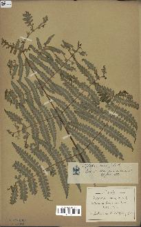 spécimen de Histiopteris incisa