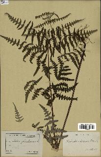 spécimen de Histiopteris incisa