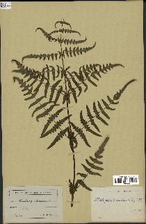 spécimen de Histiopteris incisa