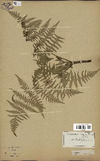 spécimen de Histiopteris incisa
