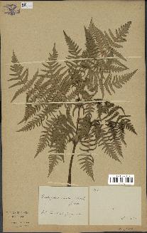 spécimen de Histiopteris incisa