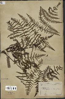 spécimen de Histiopteris incisa