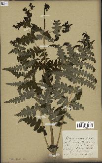 spécimen de Histiopteris incisa