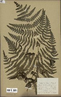 spécimen de Histiopteris incisa
