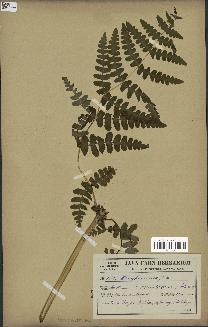 spécimen de Histiopteris incisa