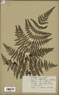 spécimen de Histiopteris incisa