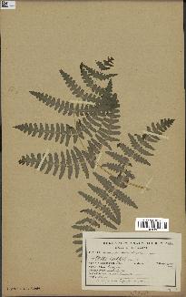 spécimen de Histiopteris incisa