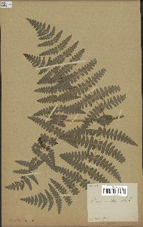 spécimen de Histiopteris incisa
