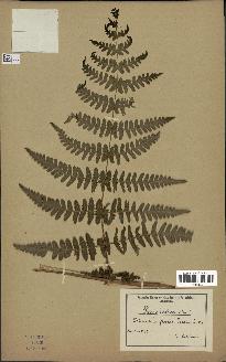 spécimen de Histiopteris incisa