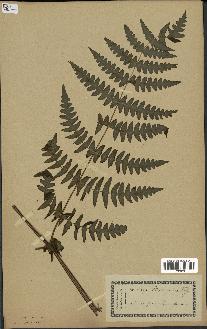 spécimen de Histiopteris incisa