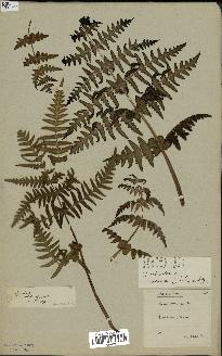 spécimen de Histiopteris incisa