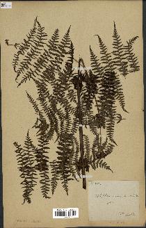 spécimen de Histiopteris incisa
