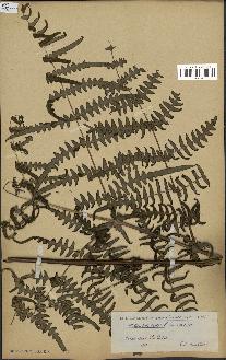 spécimen de Histiopteris incisa