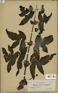 spécimen de Histiopteris incisa