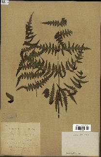 spécimen de Histiopteris incisa