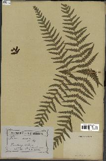 spécimen de Histiopteris incisa