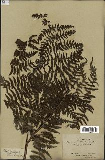 spécimen de Histiopteris incisa