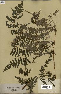 spécimen de Histiopteris incisa