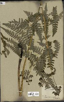 spécimen de Histiopteris incisa
