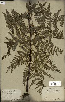 spécimen de Histiopteris incisa
