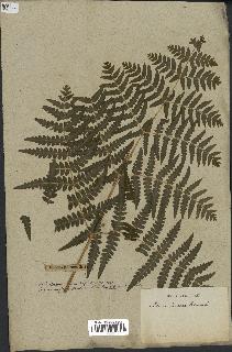 spécimen de Histiopteris incisa