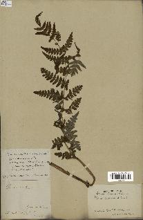 spécimen de Histiopteris incisa