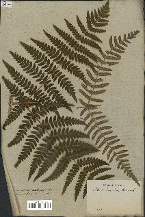 spécimen de Histiopteris incisa