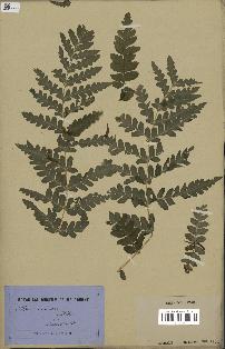 spécimen de Histiopteris incisa