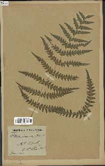 spécimen de Histiopteris incisa