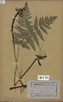 spécimen de Histiopteris incisa