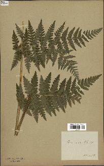 spécimen de Histiopteris incisa
